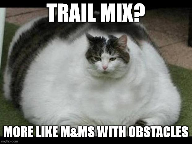 a fat cat